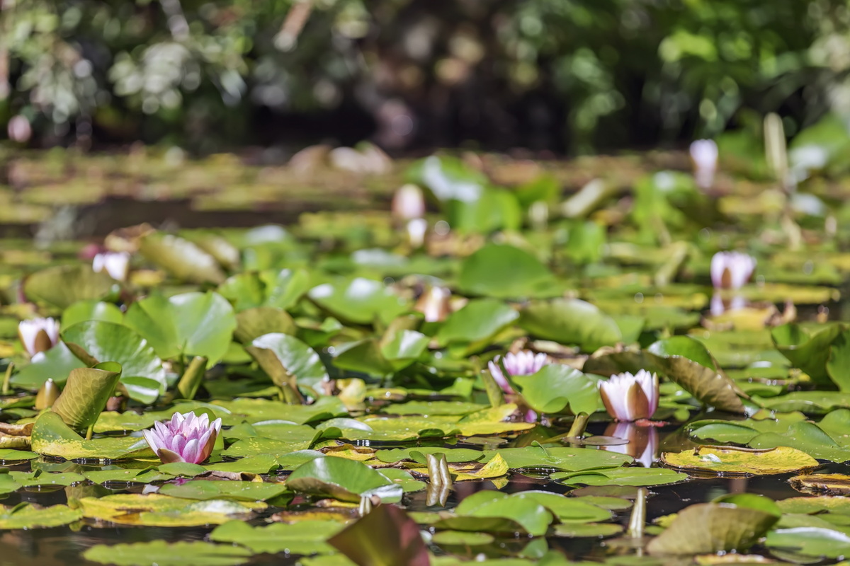 Rapaura Watergarden Thames NZ